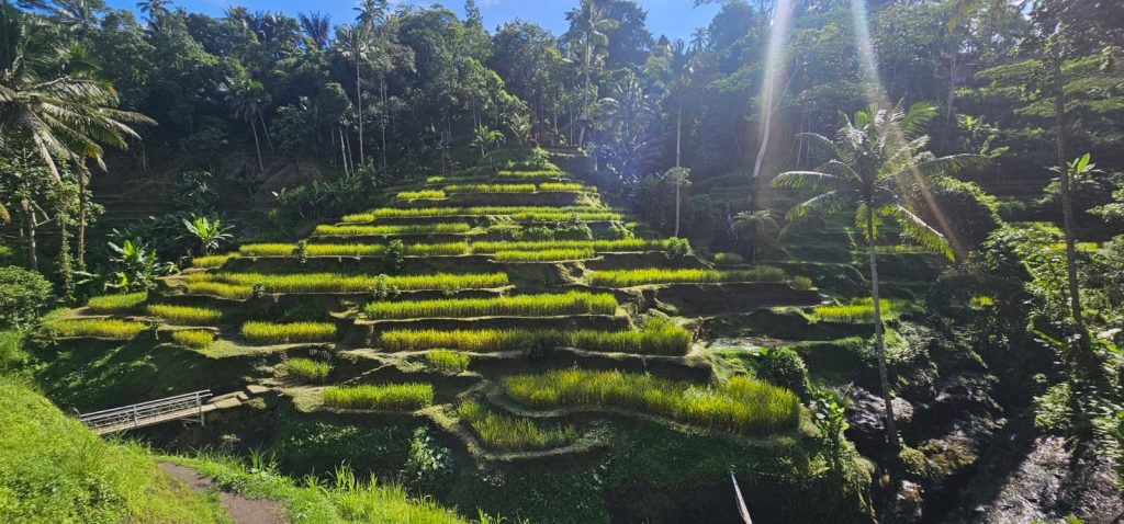 Rice terrace Bali