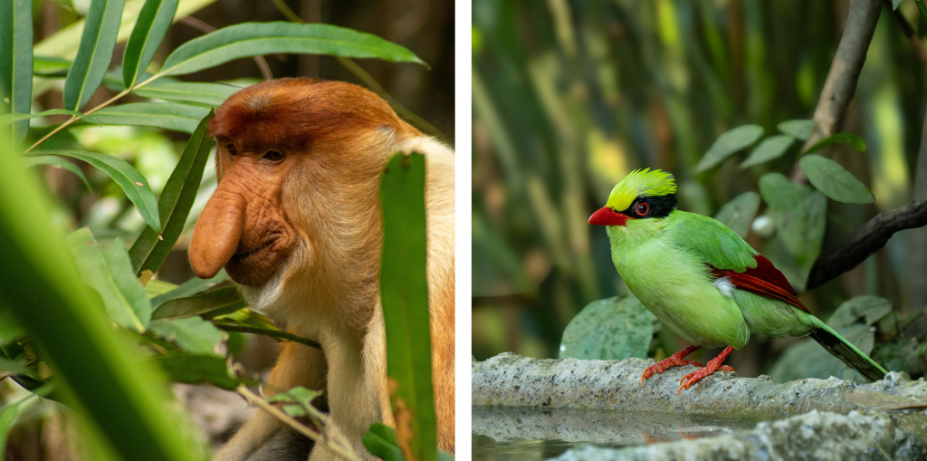 proboscis monkey and javan green magpie