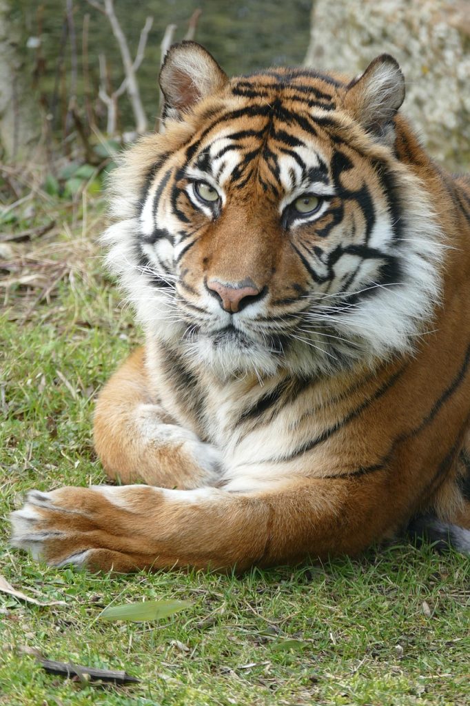 tiger, sumatra, female, tiger, tiger, tiger, tiger, tiger, sumatra, sumatra, sumatra