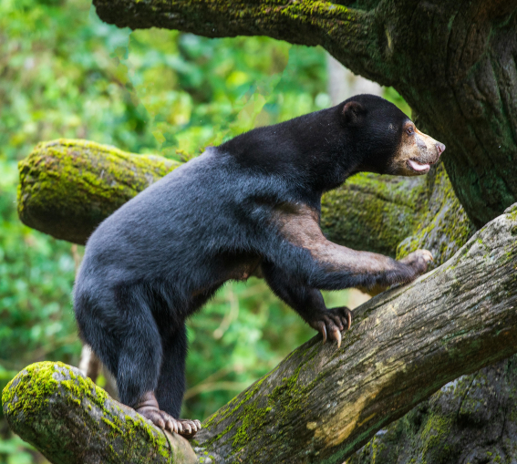 borneo sun bear