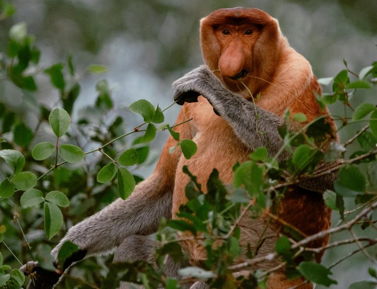 Close-up of a proboscis monkey amidst lush greenery in Sumatra, Indonesia.