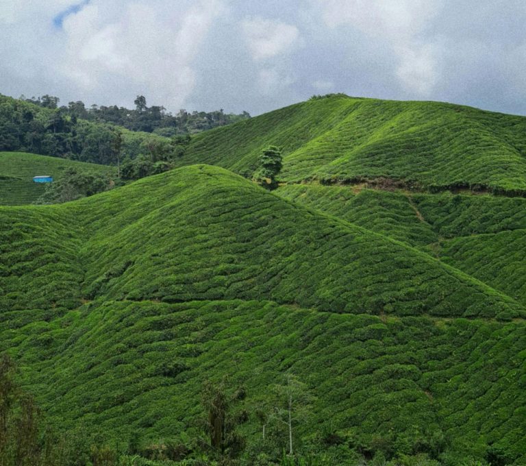 Expansive green tea fields under a bright blue sky in Cameron Highlands, Malaysia.