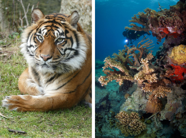 tiger and coral