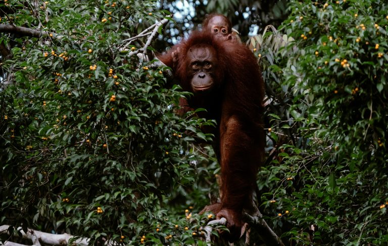 Borneo: Orangutan