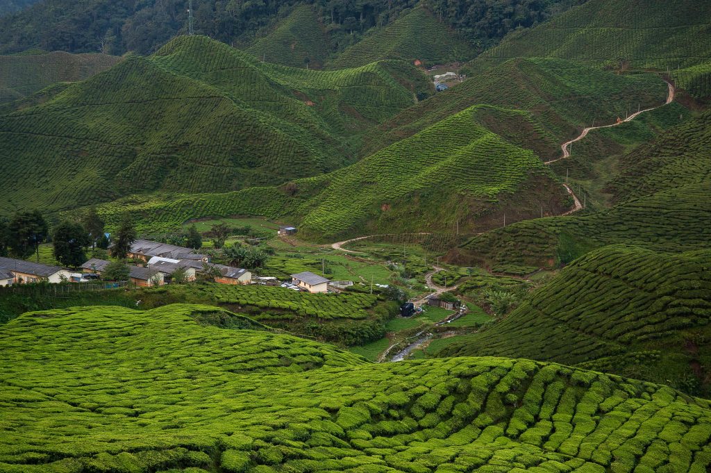 Explore lush tea plantations with rolling green hills in this stunning rural landscape, perfect for travel and nature lovers.