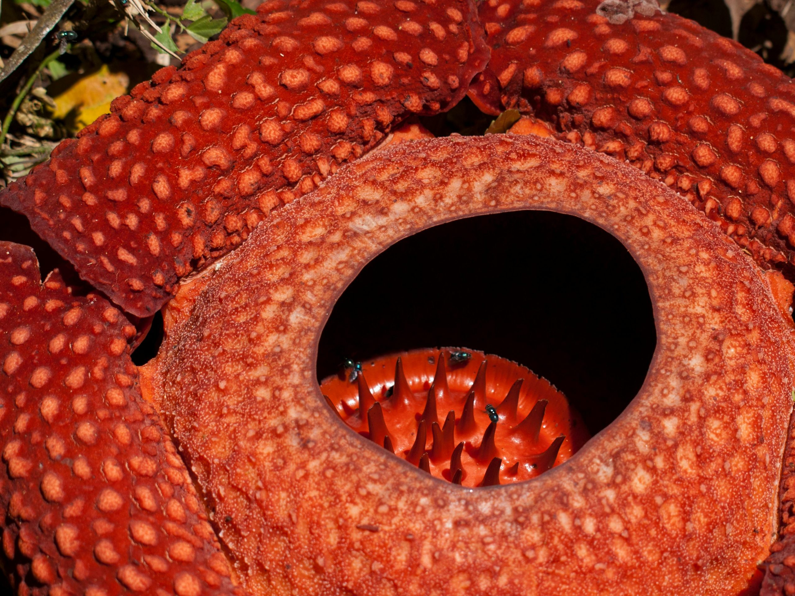 Detailed close-up of the Rafflesia arnoldii, a rare flower in West Sumatra, Indonesia.