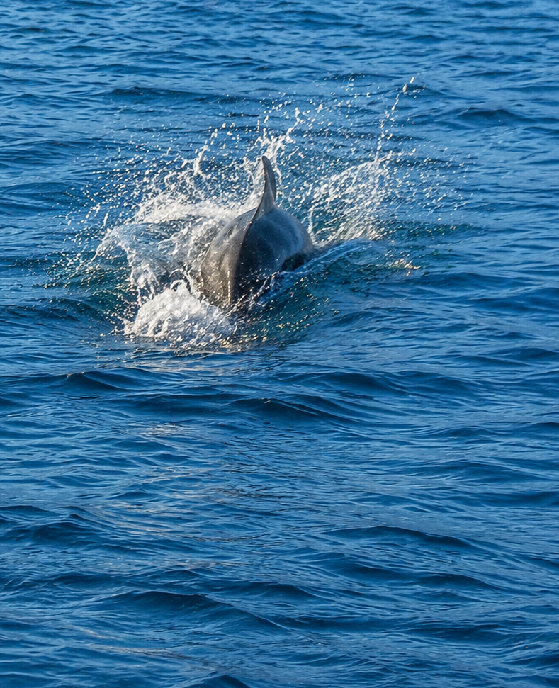 dolphin lovina 1