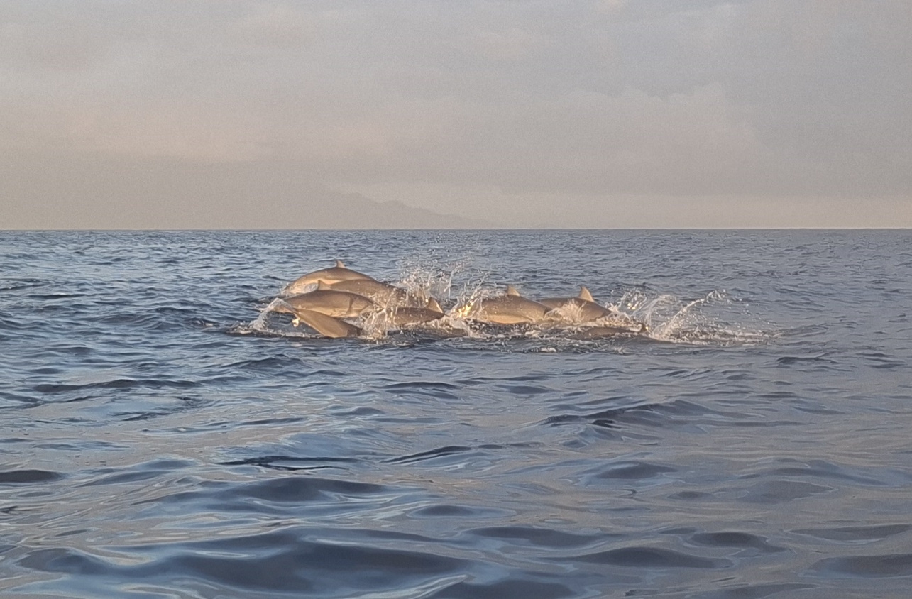 dolphin lovina 4