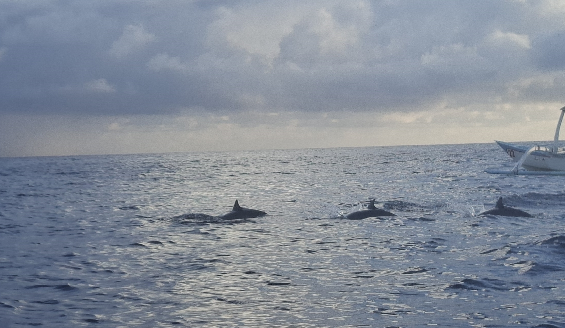 dolphin lovina 5