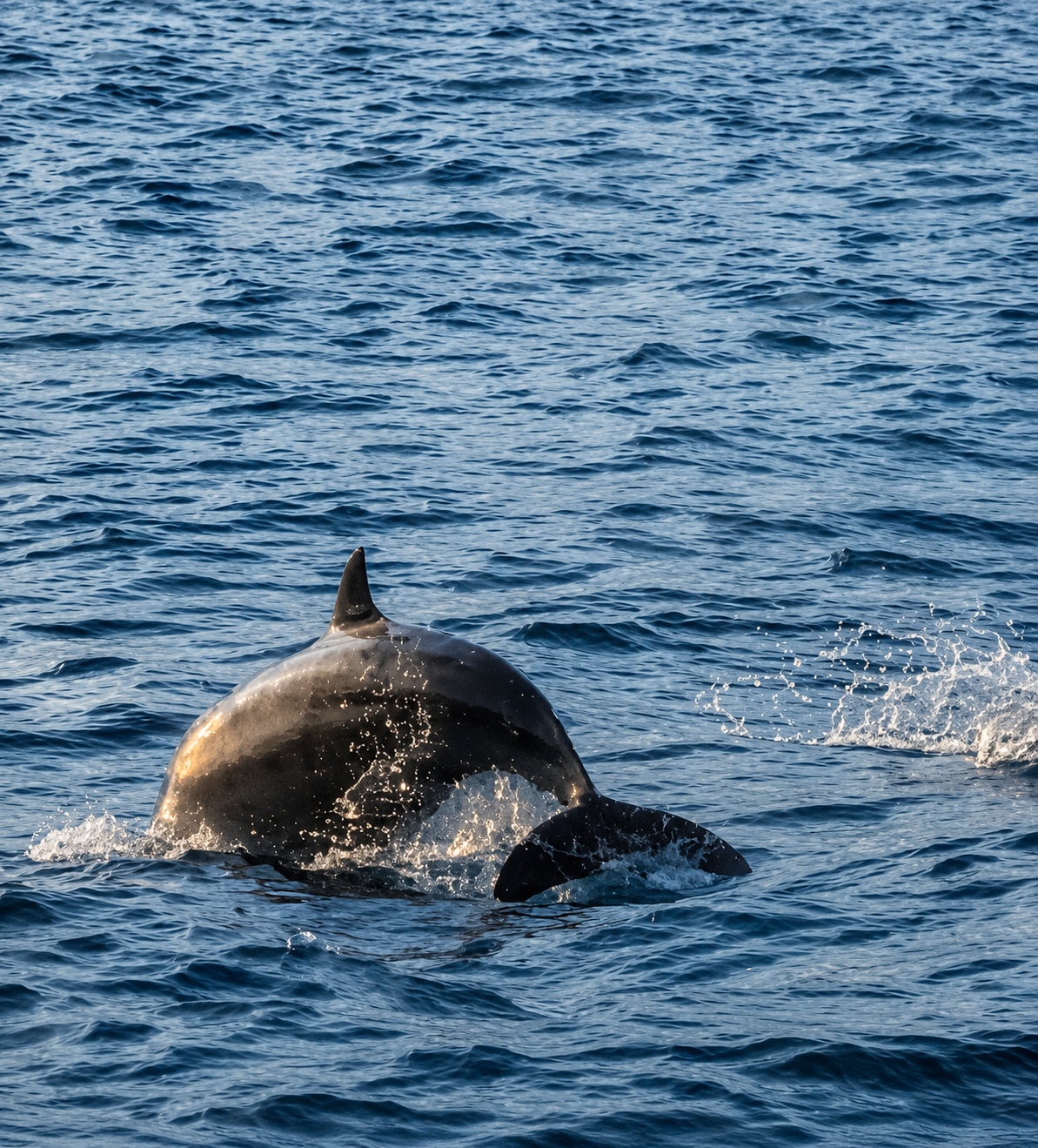 dolphin lovina