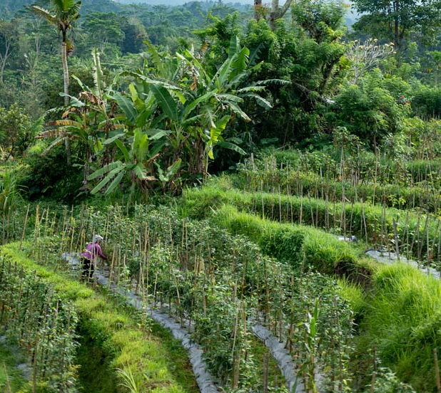 veg production