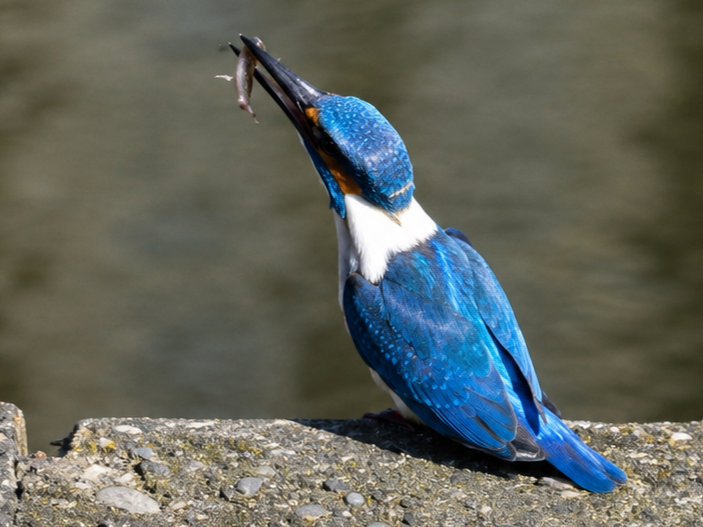 kingfisher 1